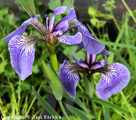 Iris setosa 'Nana', kaunokurjenmiekka